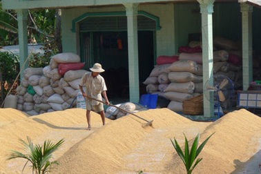 Trớ trêu ốc bươu vàng giá trị  hơn lúa: Khi chính sách vẫn "đi đường vòng” 
