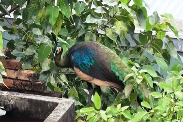 TP.HCM: Chim công quý bất ngờ đậu kiếm ăn trên mái nhà dân