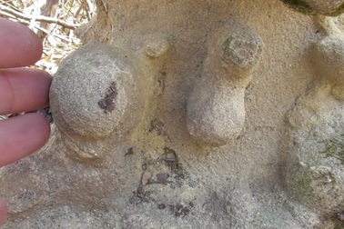 Những tảng đá "sống" và phát triển một cách lạ kỳ