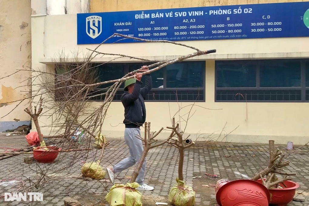 Xót xa cảnh thương lái chặt bỏ đào vì giá quá thấp - 5 Xót xa cảnh thương lái chặt bỏ đào vì giá quá thấp - 5