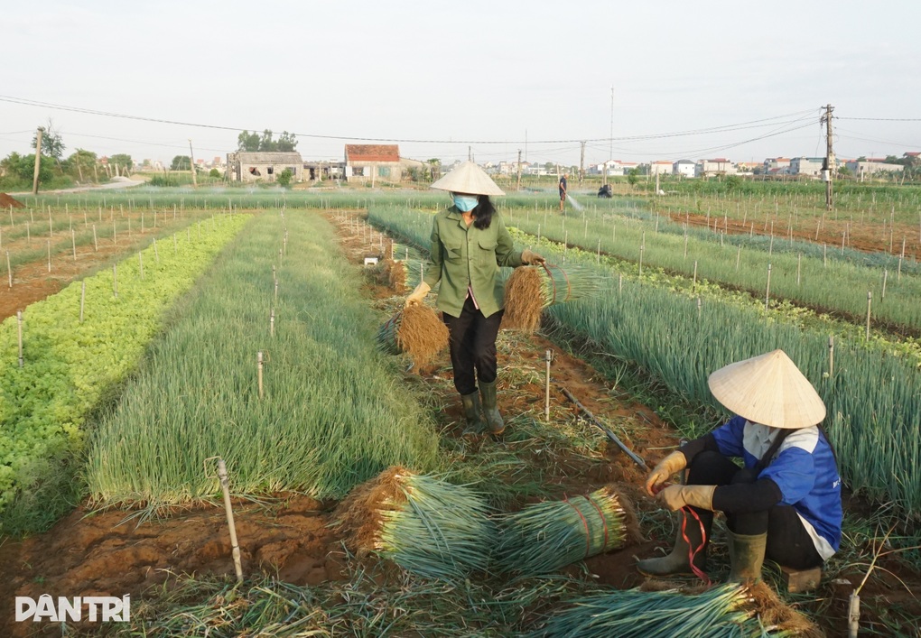 Giá tăng gấp 4, nông dân thắp đèn nhổ hành đêm, che bạt thu hoạch giữa trưa - 12