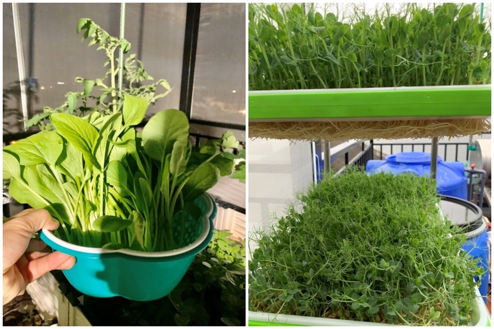 Mãn nhãn với khu vườn trên mây của một gia đình ở Hà Nội - 7 Mãn nhãn với khu vườn trên mây của một gia đình ở Hà Nội - 7