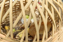 Vướng lao lý vì vận chuyển động vật quý hiếm