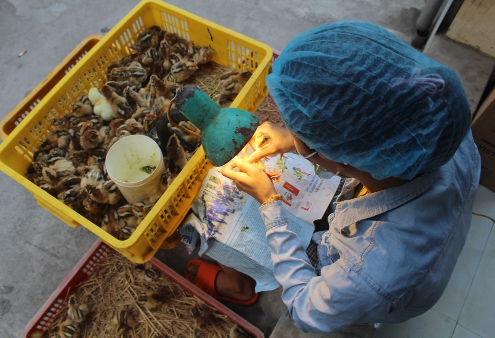Nghề lạ lương cao: Soi giới tính gà - 1 Nghề lạ lương cao: Soi giới tính gà - 1