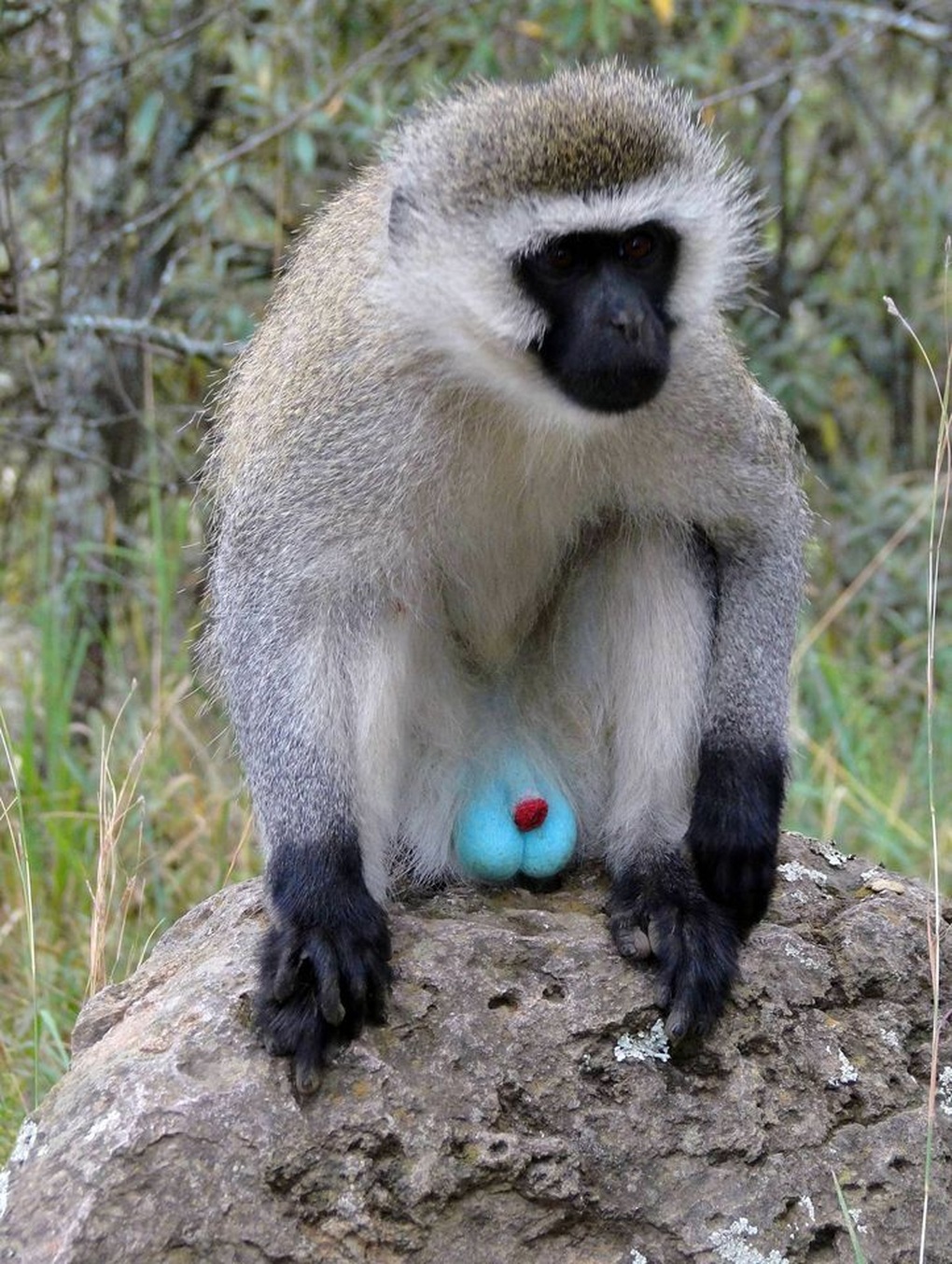 Khỉ vervet với tinh hoàn có màu sắc đặc biệt (Ảnh: Nationalgeographic). Khỉ vervet với tinh hoàn có màu sắc đặc biệt (Ảnh: Nationalgeographic).