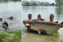 Cá tra dầu khổng lồ nặng gần 200kg, dài 2m bị cần thủ Thái Lan tóm sống