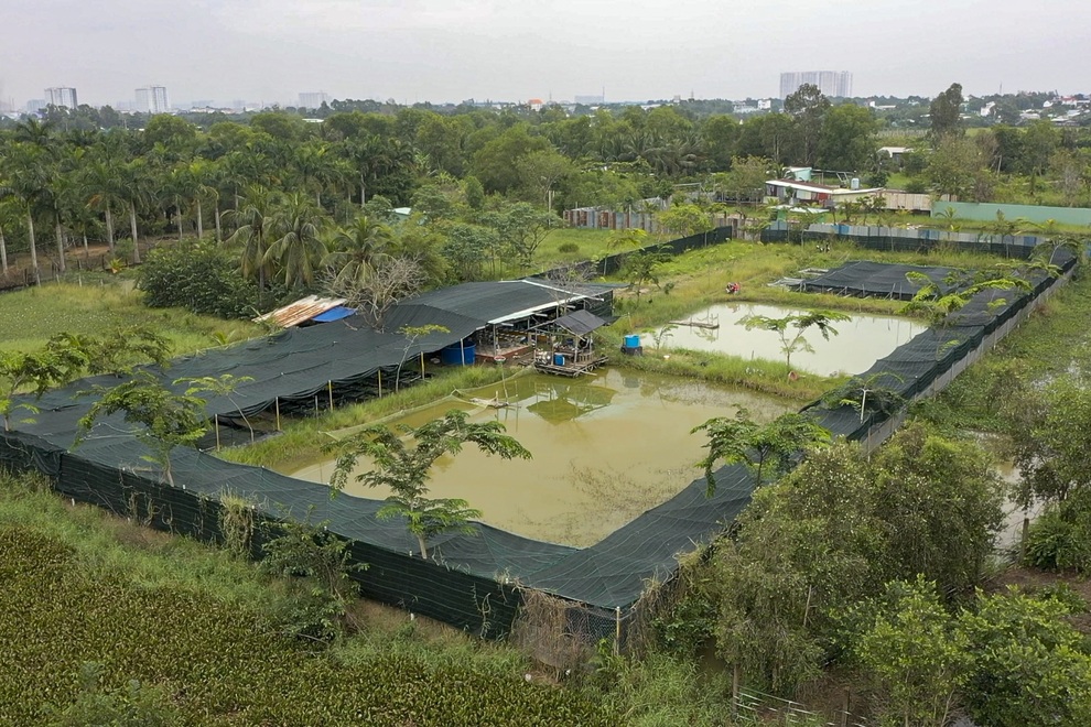 Lạ lẫm cảnh cá Koi Nhật Bản được nông dân nuôi tại ao ruộng bùn lầy ở TPHCM - 2