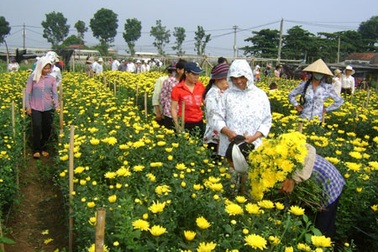 Ghé làng hoa nức tiếng đất Hà thành