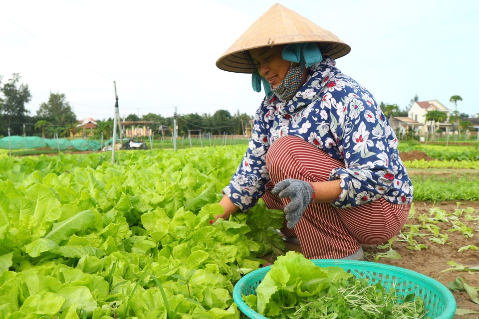 Làng rau hơn 500 tuổi hối hả vào vụ Tết Làng rau hơn 500 tuổi hối hả vào vụ Tết