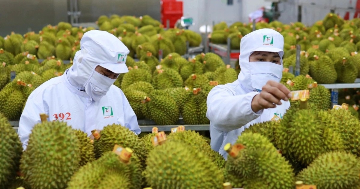 Xuất khẩu rau quả phục hồi, bất ngờ từ một loại quả