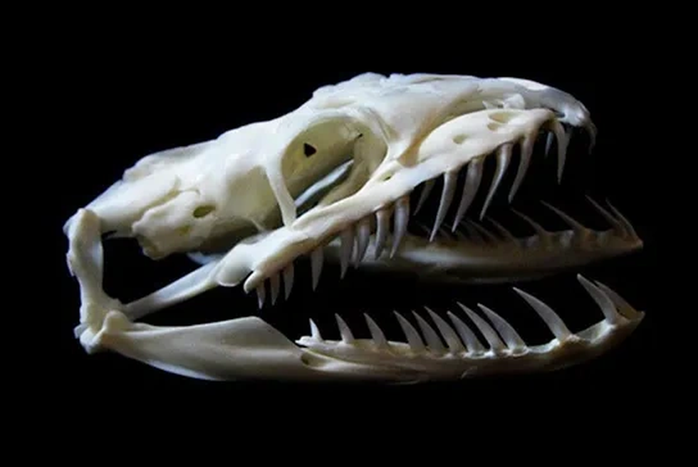 Liên tiếp những vụ trăn ăn thịt người gây rúng động dư luận - 3