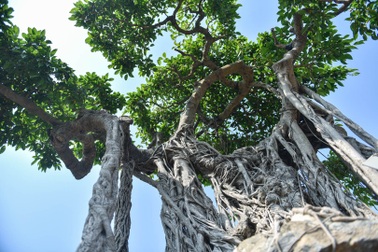 Cây sanh quê ôm đá giá 700 triệu đồng, chờ đại gia đón về chơi Tết