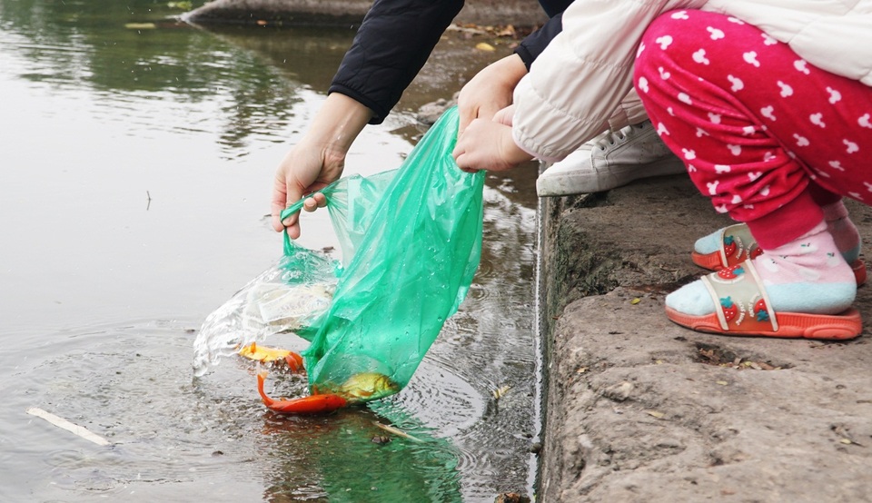 Chưa kịp chầu trời, cá vàng phóng sinh đã thảm hại dưới tay cần thủ - 6