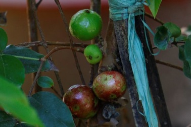 Bán cây nho lạ có quả mọc từ thân, giá 3 triệu đồng vẫn “cháy hàng”