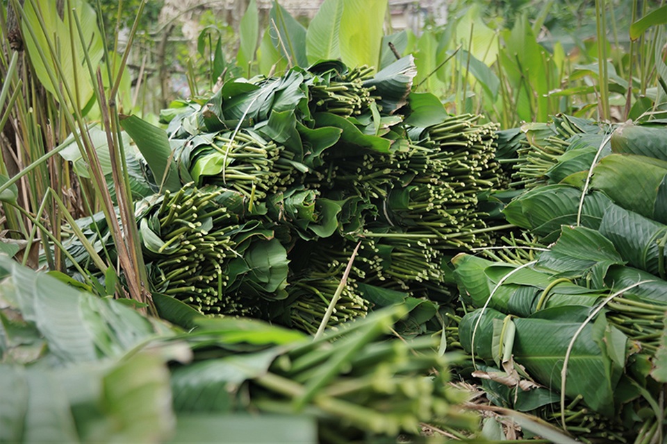 Hà Tĩnh: Thủ phủ lá dong Đức Thọ hối hả vào vụ Tết - 10 Hà Tĩnh: Thủ phủ lá dong Đức Thọ hối hả vào vụ Tết - 10