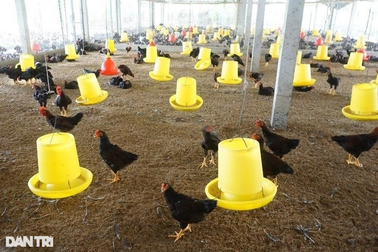 Người nuôi gà khóc ròng vì giá gà rẻ, tiền thức ăn tăng cao