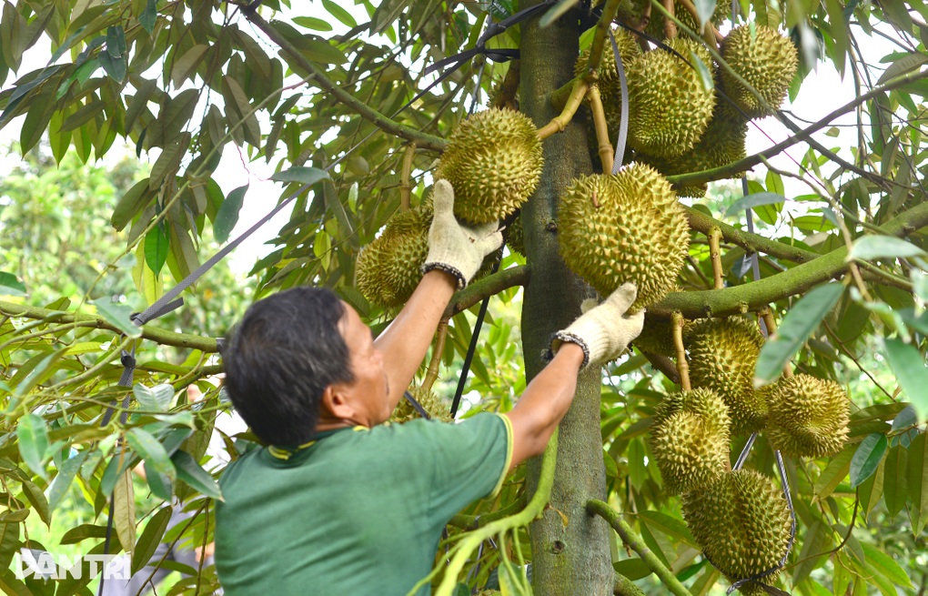 Câu lạc bộ quy tụ những nông dân tỷ phú ở Lâm Đồng - 2