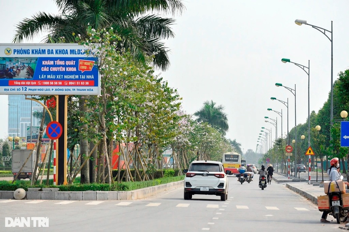 Hoa ban Tây Bắc khoe sắc nơi cửa ngõ thành phố xứ Thanh - 5 Hoa ban Tây Bắc khoe sắc nơi cửa ngõ thành phố xứ Thanh - 5