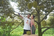 Trồng 5ha sầu riêng cho khách ăn trái tại vườn, lão nông lãi 2,5 tỷ mỗi năm