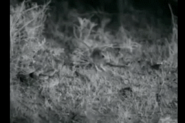 Những khoảnh khắc thoát chết may mắn của các loài động vật