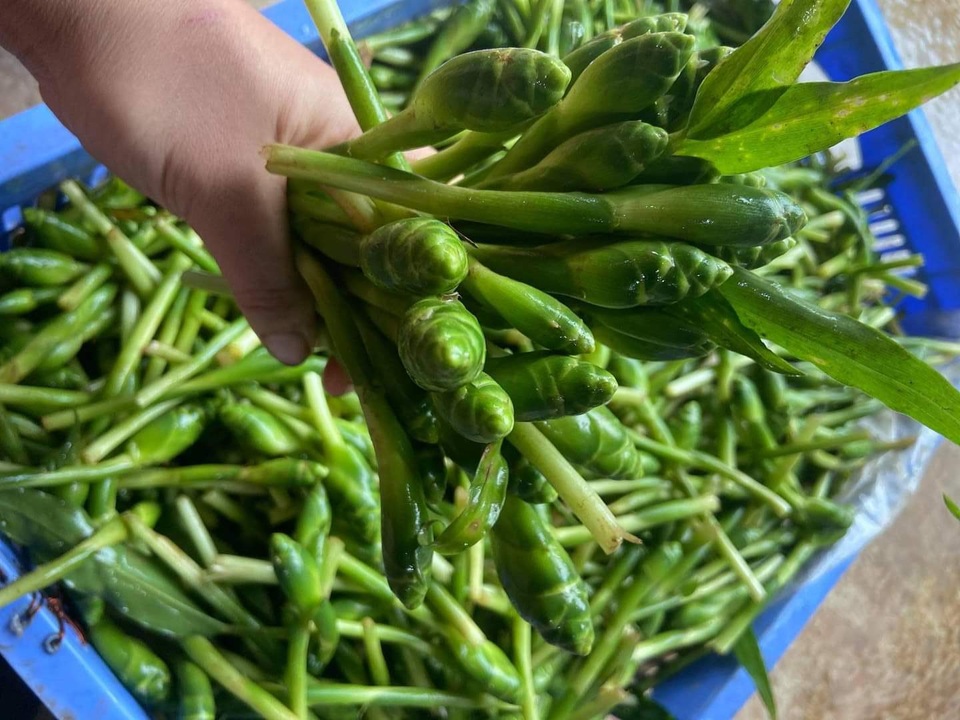 Sự thật nụ hoa gừng bán đầy chợ mạng có ngon như lời quảng cáo? - 4 Sự thật nụ hoa gừng bán đầy chợ mạng có ngon như lời quảng cáo? - 4