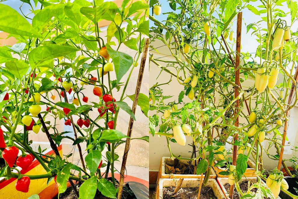 Nữ giám đốc trẻ mát tay làm vườn 170m2 ngập rau, trái trên sân thượng - 13