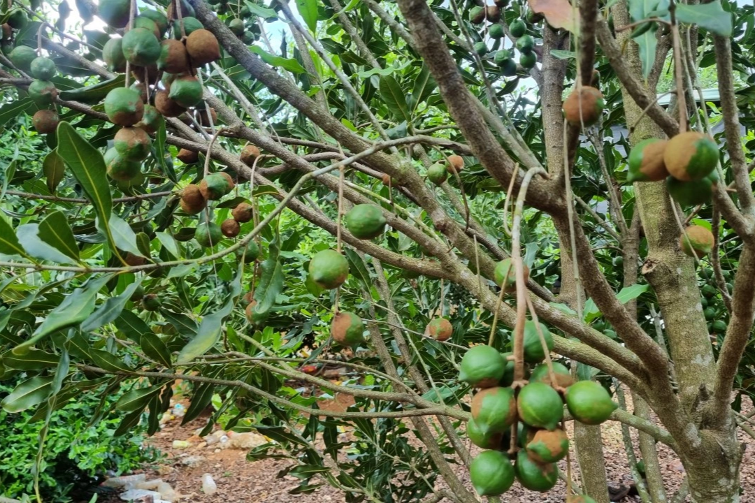 Difikirkan impian itu musnah, ternyata 50 tahun duduk mengumpul wang dengan pokok bilionair - 1 Tưởng vỡ mộng hóa ra 50 năm ngồi chơi thu tiền với cây tỷ phú - 1