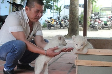 Nhân giống thành công sư tử trắng quý hiếm