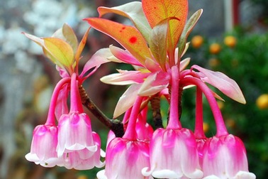 Sắc hoa đào chuông như môi thiếu nữ trên đỉnh Bà Nà