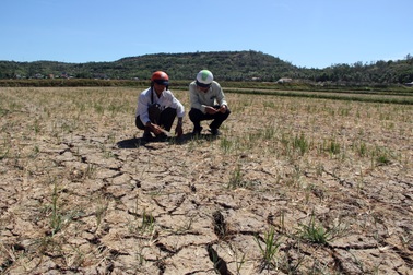 Phú Yên chi hơn 120 tỷ đồng hỗ trợ người dân khắc phục hậu quả hạn hán