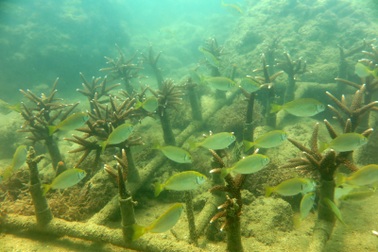 KDI Holdings đầu tư 15 tỷ đồng tái sinh san hô tại Nha Trang