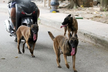 Nơi duy nhất ở Việt Nam có vùng an toàn dịch bệnh dại cấp tỉnh