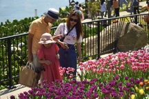 Du khách tấp nập lên núi Bà Đen ngắm hoa tulip nở rộ