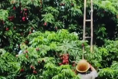 Cây vải gần 1.000 năm tuổi vẫn xanh tốt, hàng năm thu hoạch hơn một tấn quả