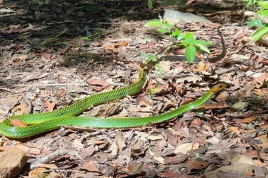 Cận cảnh loài rắn mới được phát hiện chỉ có tại Việt Nam