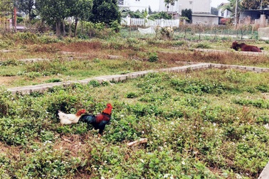 Bất động sản vùng ven "xì hơi", xẻ đất phân lô xong để... chăn bò, thả gà