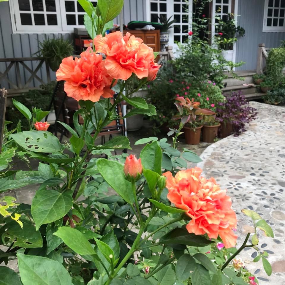 Cặp vợ chồng ở Hà Giang tự xây ngôi nhà hoa hồng đẹp như mơ giữa phố núi - 9 Cặp vợ chồng ở Hà Giang tự xây ngôi nhà hoa hồng đẹp như mơ giữa phố núi - 9