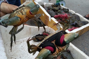 Sốc: Giá cua biển bán sang Trung Quốc rẻ bất thường