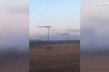 Đàn sáo đá hàng nghìn con bu kín đường dây, gây mất điện toàn thị trấn