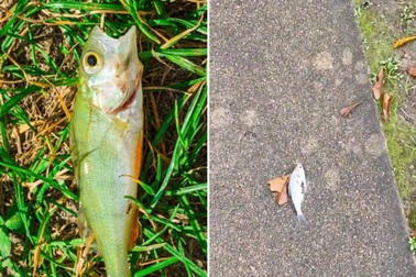 Cá bất ngờ rơi như "mưa" xuống thành phố Mỹ