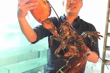 Nhà giàu ăn lạ: “Săn” cua khổng lồ 60 triệu, tôm nhập ngoại 7 triệu đồng/con