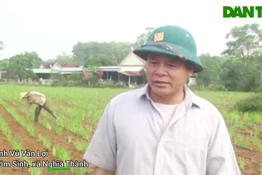 Loại cây dược liệu dễ trồng mang lại thu nhập khủng cho nông dân