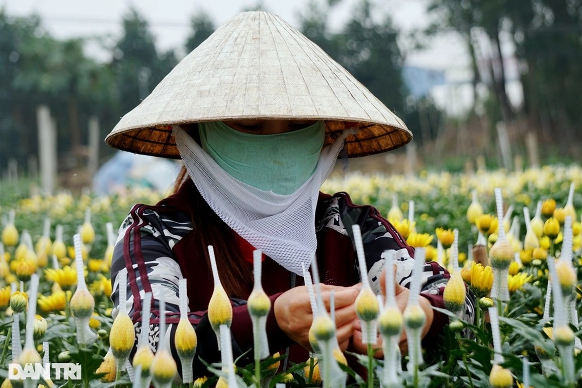 Đầu vụ đánh liều xuống giống, cuối năm thấp thỏm lo âu - 7 Đầu vụ đánh liều xuống giống, cuối năm thấp thỏm lo âu - 7