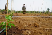 Nông dân lại ồ ạt bỏ cây cà phê, trồng chanh dây