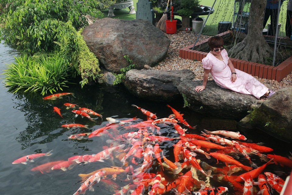 Đại gia làm hồ cá Koi, đồi nhân tạo bằng 100 tấn “đá bán quý” - 10 Đại gia làm hồ cá Koi, đồi nhân tạo bằng 100 tấn “đá bán quý” - 10