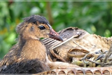 Cúm núm –  đặc sản “gây nghiện” ở miền Tây