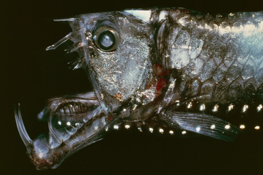 Sự thật phía sau dáng vẻ quái đản của cá biển sâu