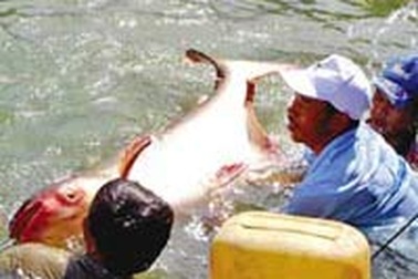 Thả 4 con cá tra khổng lồ về sông Mê Công 