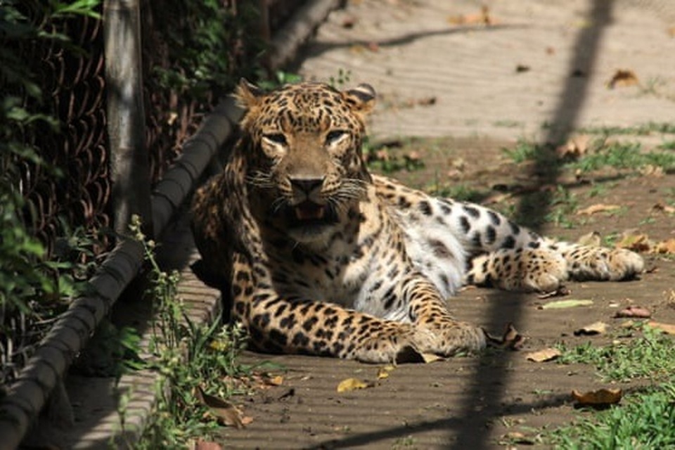 Báo gấm xổng chuồng đi lang thang, sở thú Trung Quốc giấu nhẹm - 1 Báo gấm xổng chuồng đi lang thang, sở thú Trung Quốc giấu nhẹm - 1