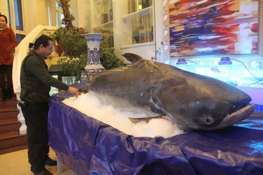 “Quái ngư” sông Mê Kông nặng gần 1,6 tạ từ Campuchia về Hà Tĩnh